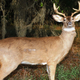 Illustration for article titled Robot deers catch illegal hunters who shoot at them